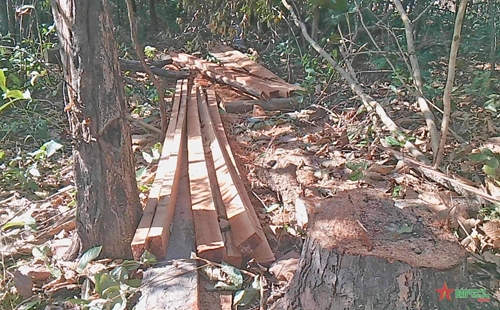 Gia Lai: Điều tra, xác minh, xử lý vụ phá rừng quy mô lớn